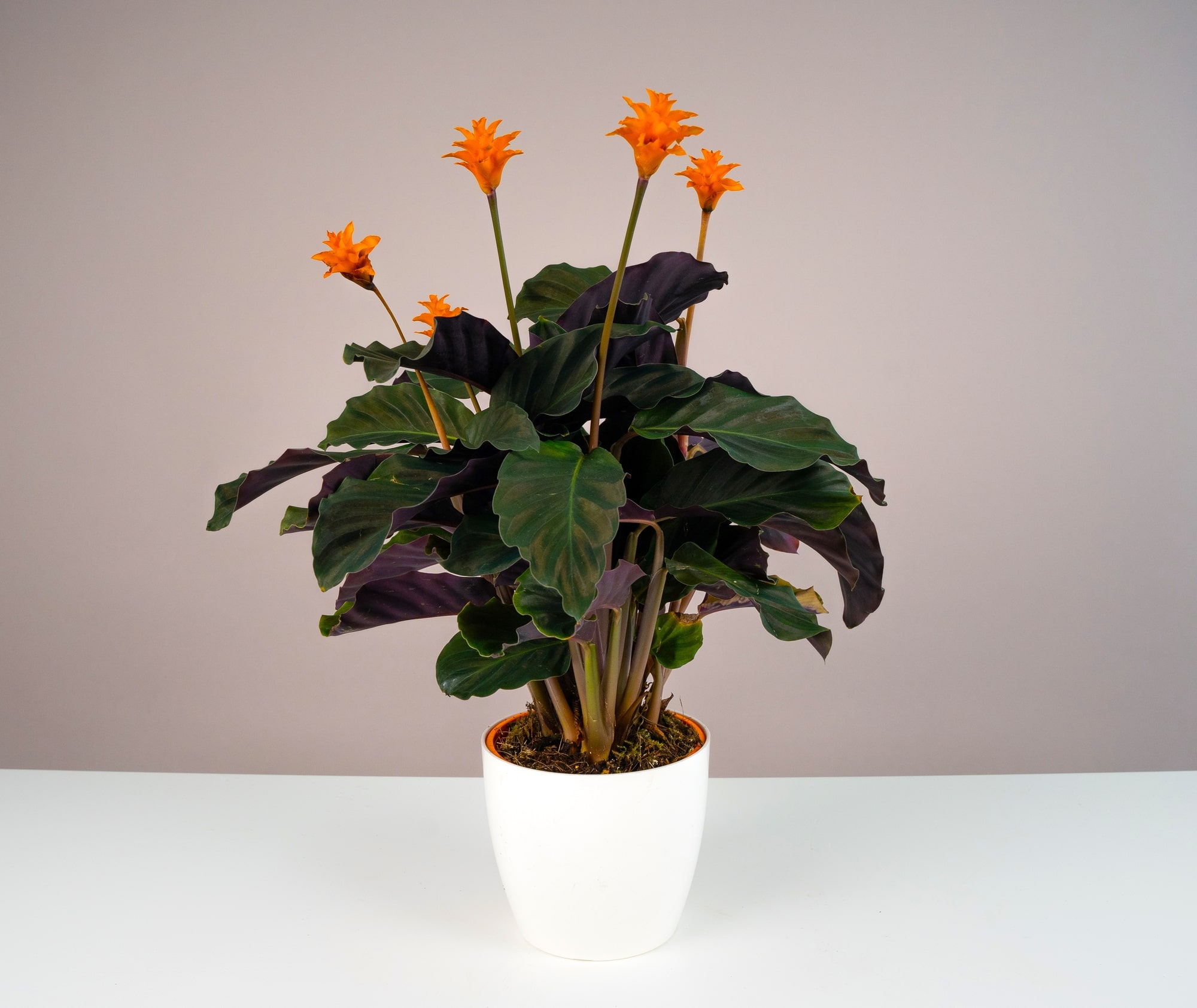 Eternal Flame Calathea