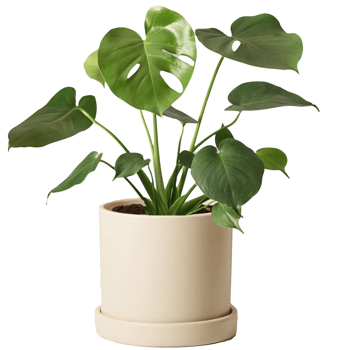 The Sill  How To Care for a Monstera Deliciosa