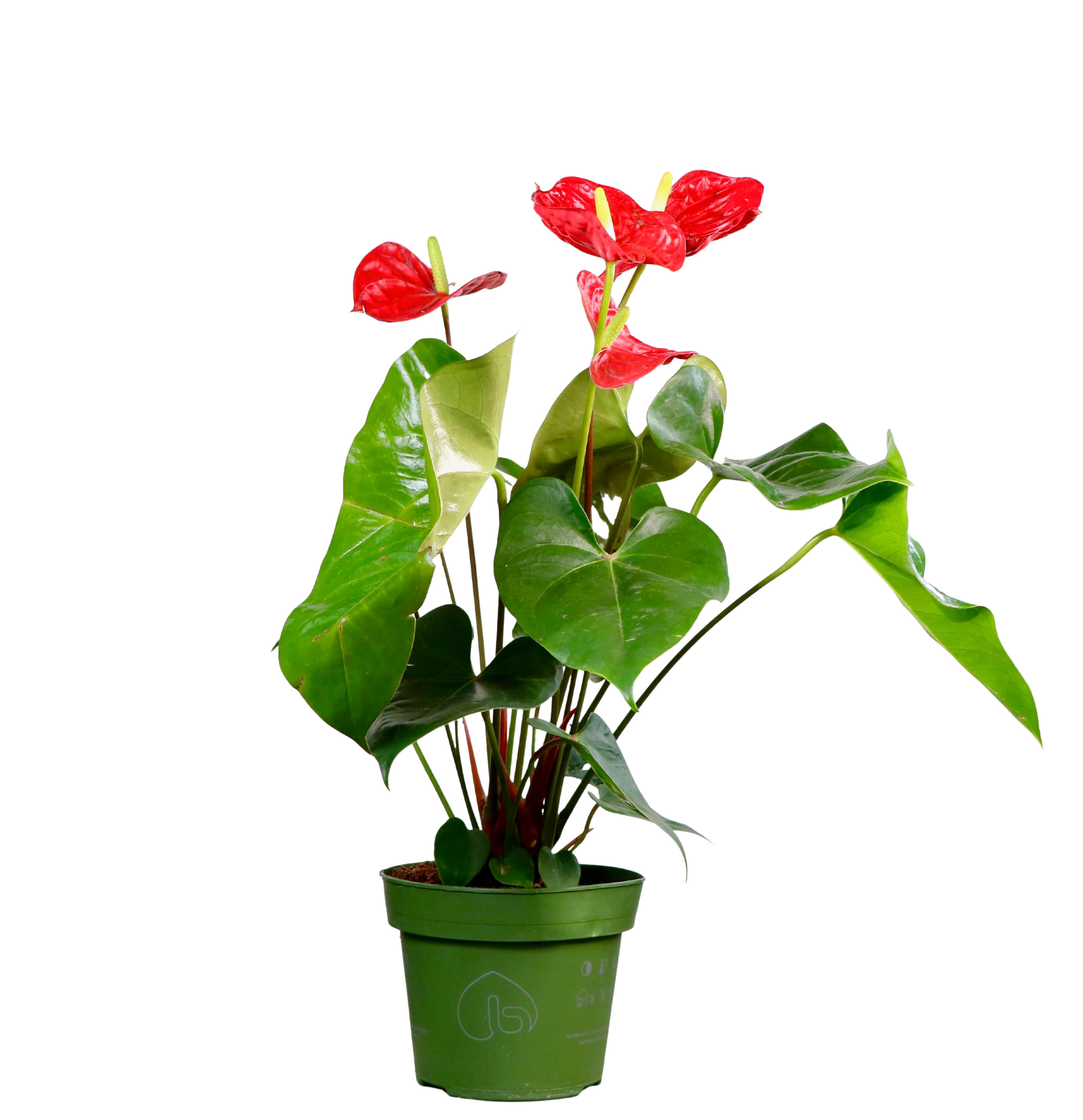 Flamingo Flower | Greenit Qatar